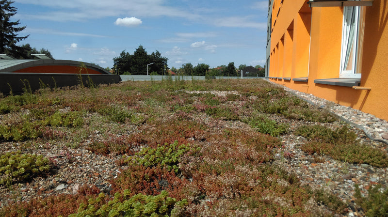 Flachdach Drainage mit Wasserspeicher inkl. Filtervlies - 2m Breite - dachfolien.de